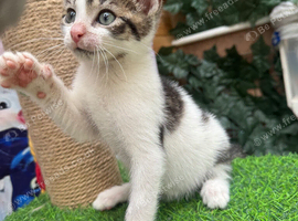 ADORABLE MALE KITTEN READY NOW