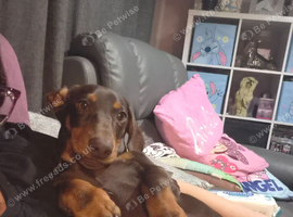 Puppy 4 months