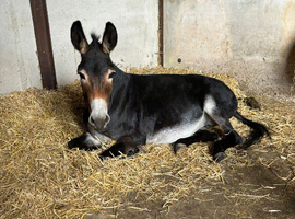 Standard jenny donkey