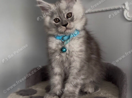 Male maincoon