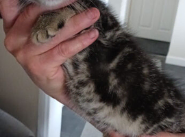 Mixed bred kitten