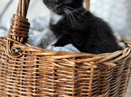 Beautiful well handled kittens