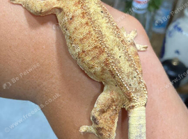Gecko with set up