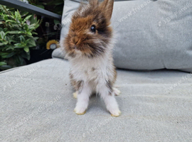 Lionhead babies ready