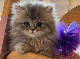 British Longhair Pedigree kitten