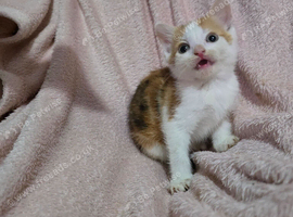 Adorable Kittens Looking for Loving Forever Homes!