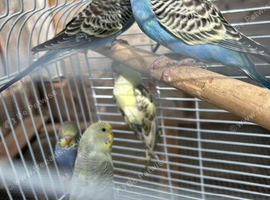 Baby Budgies