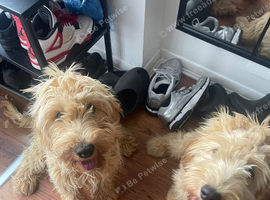 Beautiful 8-Month-Old Female Cockapoos - &pound;1,000 Each