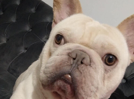 Male French bulldog