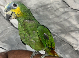 Baby Hand-Rearing Super Tame Cuddly Orange Wing Amazon Parrot