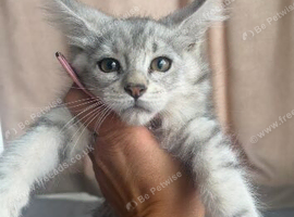 Main coon