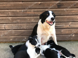 OUTSTANDING LITTER BORDER COLLIE PUPS FROM ISDS PARENTS AND CHAMPION BLOODLINES.