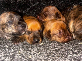 Bull Wheatens