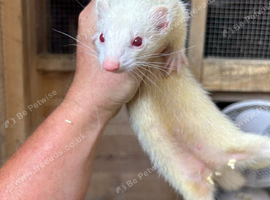 2 albino ferrets