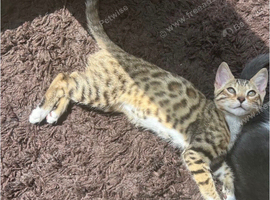 Female kitten fully bengal looking for a loving home