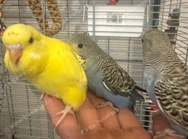 Super Hand tame baby budgies