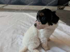 Cockapoo puppies