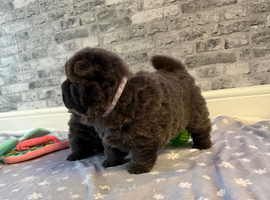 KC registered 6 outstanding adorable chow chow puppies