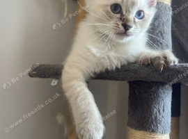 TWO last boy Ragdoll kittens left