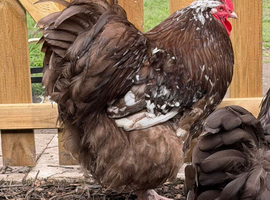 Chocolate & chocolate mottled Orpington pair.