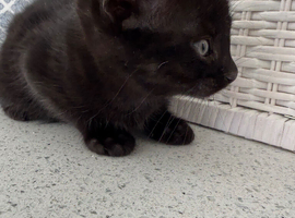 Kittens for sale