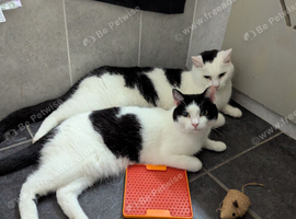 Two 9 Year Old Cats