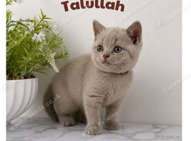 Stunning BSH kittens - lilac&rsquo;s and blues