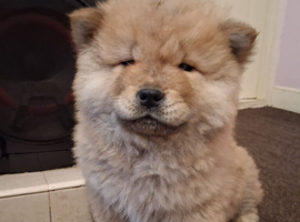 Chow chow