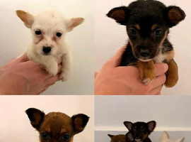 Chihuahua Puppies