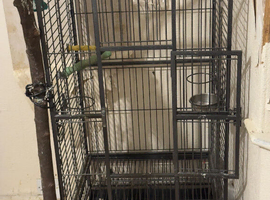 Parrot cage