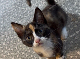 1 female tortoiseshell kitten