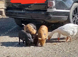 Kune Kune x Juliana piglets