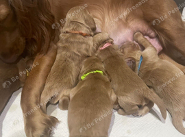 Beautiful cocker spaniel puppies