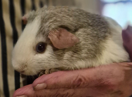 5  cute baby boy guinea pigs
