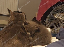 Kittens for sale