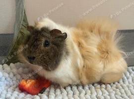 Pair of young male guinea pigs