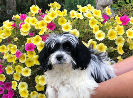 Papillon/ toy poodle puppies