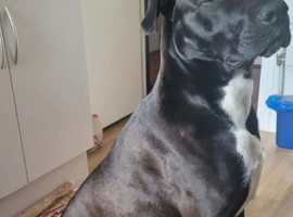 Cane corso coming soon