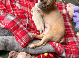 Boxer cross frenchie puppies