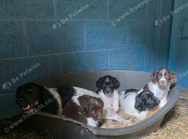 Springer spaniel KC registered