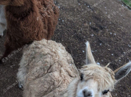 3 alpacas