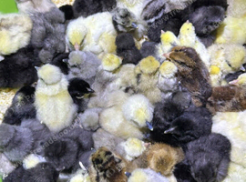Pure breed day old chicks