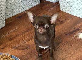 HEARTBREAKING DECISION &ndash; VERY TINY smooth coat  Chocolate Chihuahua Girl Seeking Her Forever Home