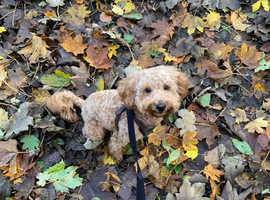 KC reg toy poodle for stud