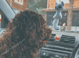 Cockapoo for sell