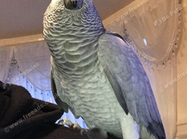African grey parrot tame brilliant talker