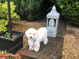 Beautiful Bichon Boy puppy