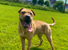 Shar pei cross staff