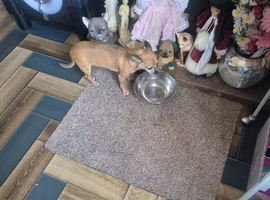 Grey frechie for sale