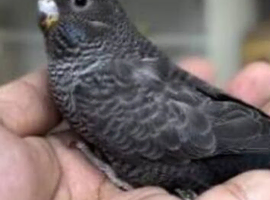 Wanted black winged budgies